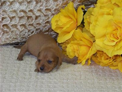 Puppies in KY